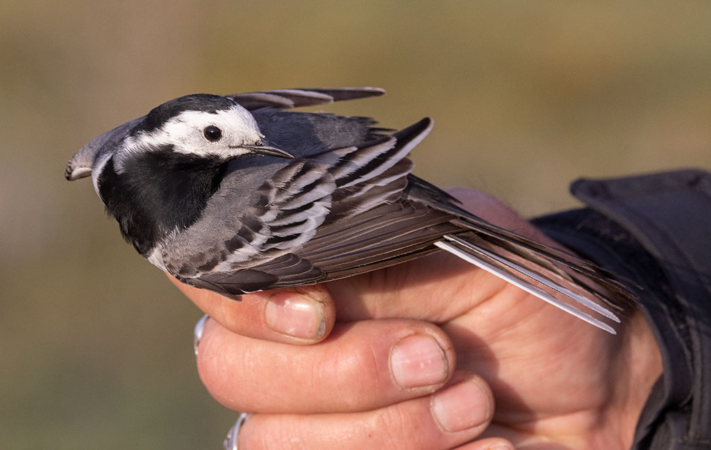 White Wagtail (Motacilla alba)