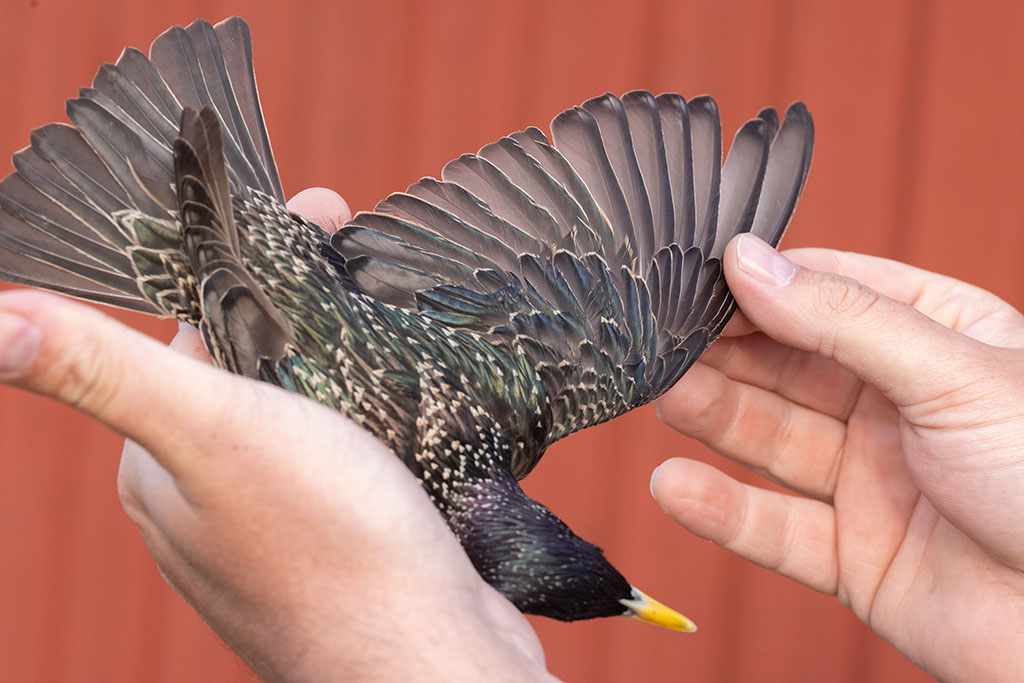 Common Starling (Sturnus vulgaris)	