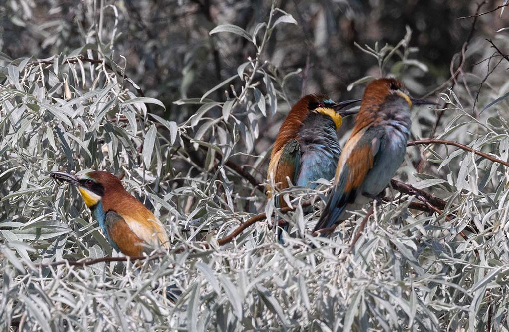 European Bee-eater (Merops apiaster)	