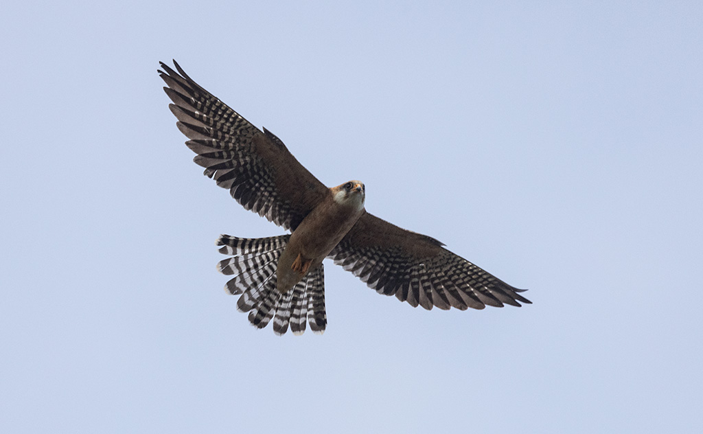 Red-footed Falcon (Falco vespertinus)