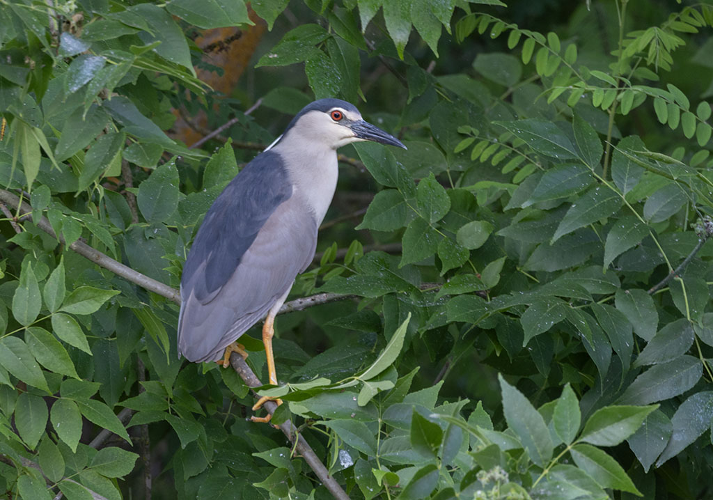 Black-crowned Night Heron (Nycticorax nycticorax)