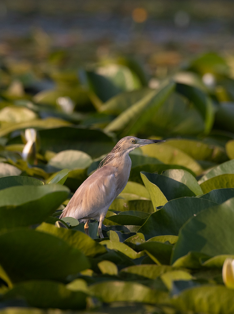 Squacco Heron (Ardeola ralloides)	