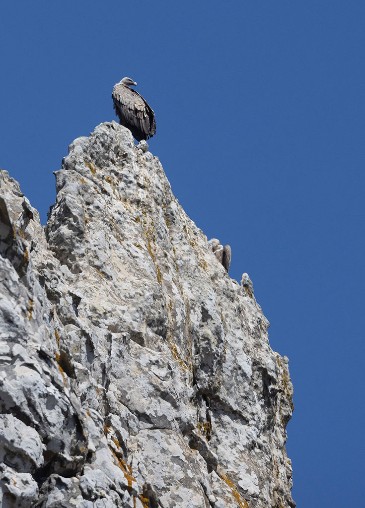 Griffon Vulture (Gyps fulvus)