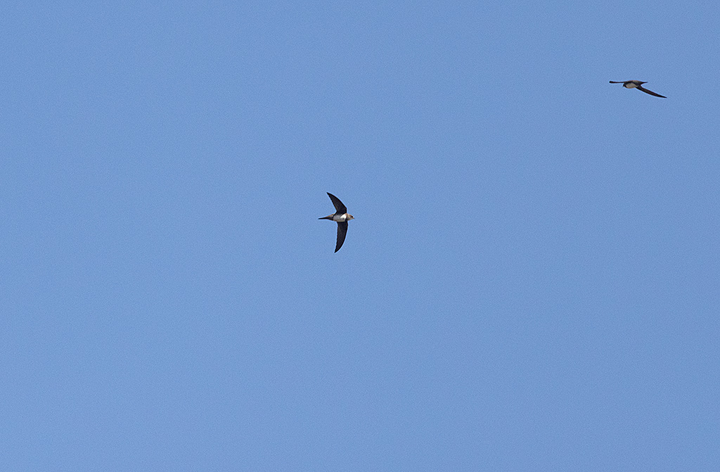 Alpine Swift (Tachymarptis melba)