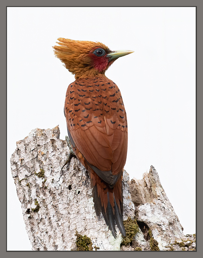 Chestnut colored Woodpecker/Pic brun