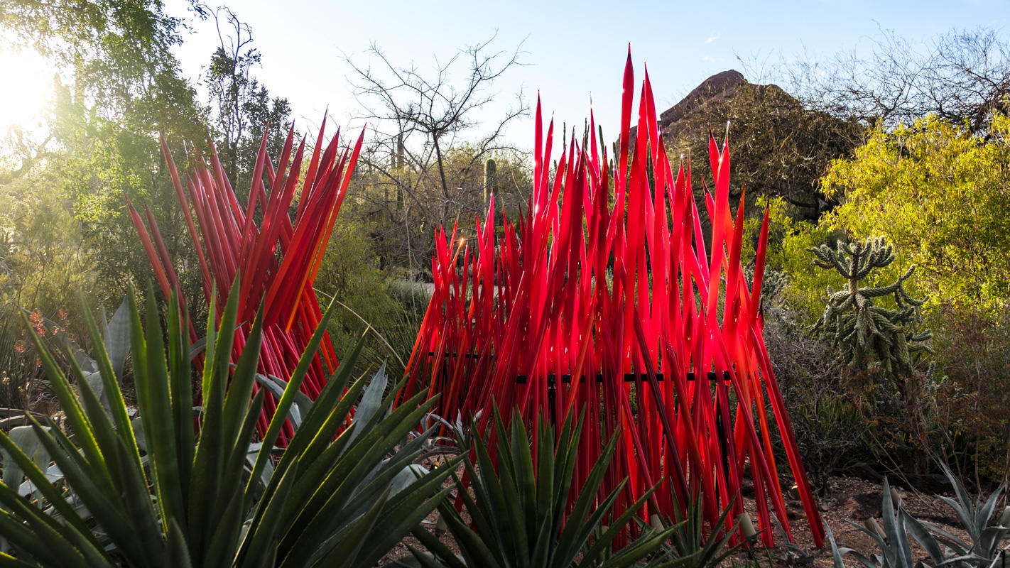 Desert Botanical Garden