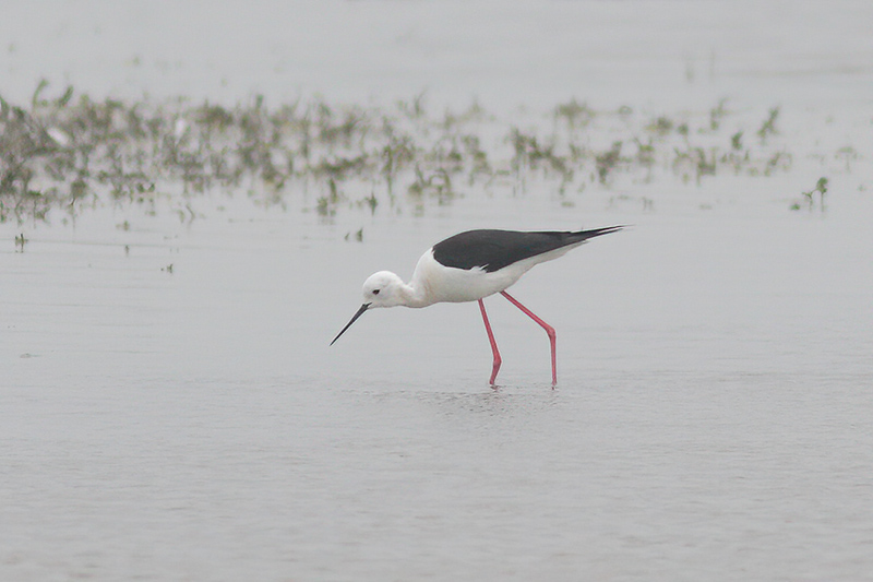 Himantopus himantopus - Black-winged Stilt