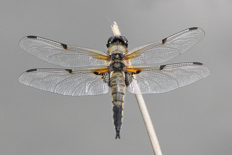 Libellula quadrimaculata - Four-Spotted Chaser