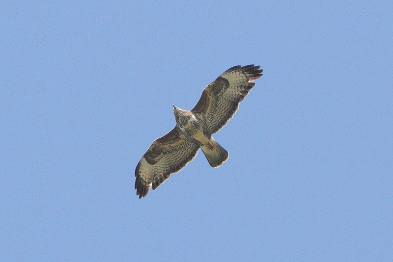 Buizerd