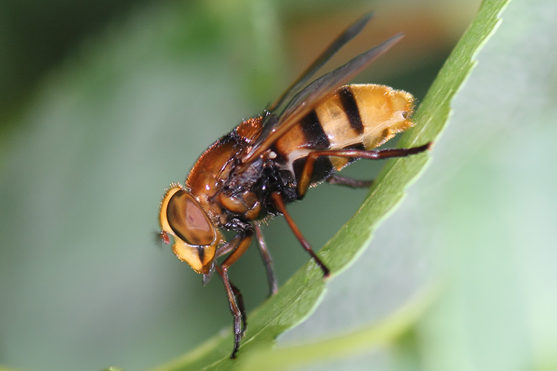 Volucella zonaria - Hornet Mimic Hoverfly