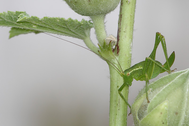 Leptophyes punctatissima - Speckled Bush-cricket