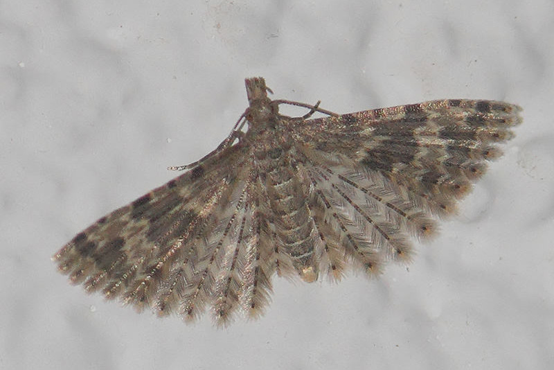 Alucita hexadactyla - Twenty-Plume Moth