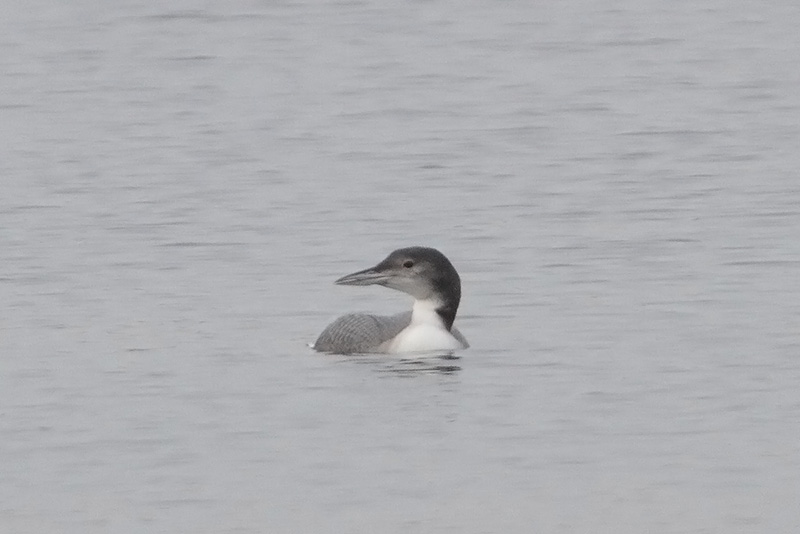 Gavia immer - Great Northern Diver