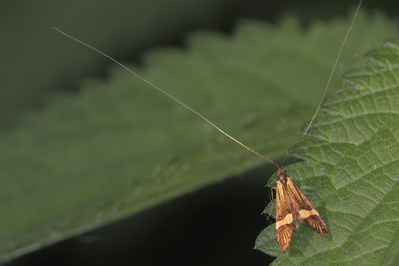Nemophora degeerella - Longhorn Moth