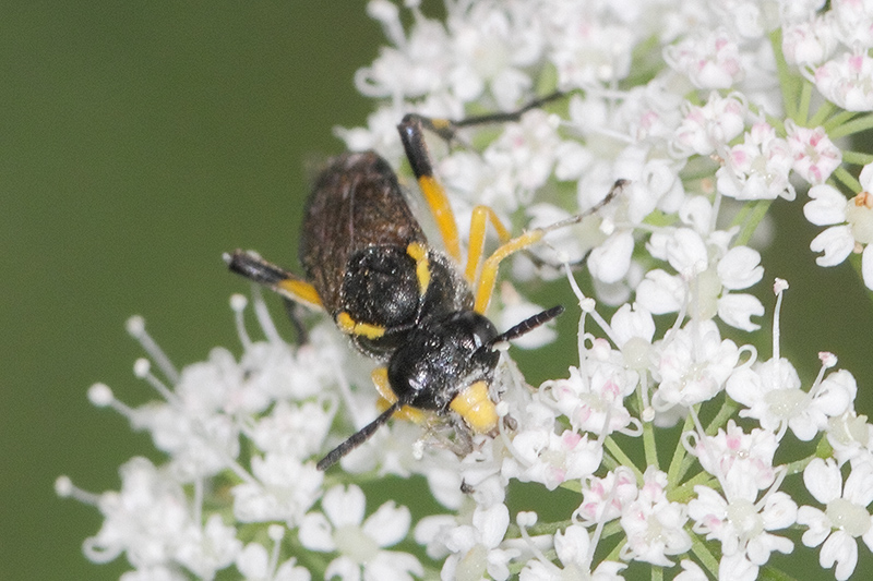 Macrophya montana