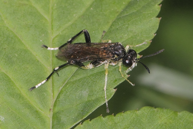 Macrophya montana