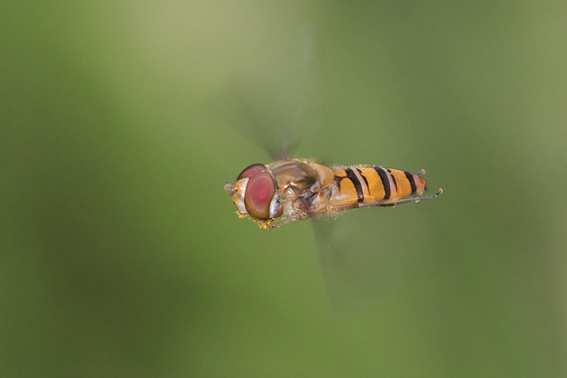 Episyrphus balteatus - Marmalade Hoverfly