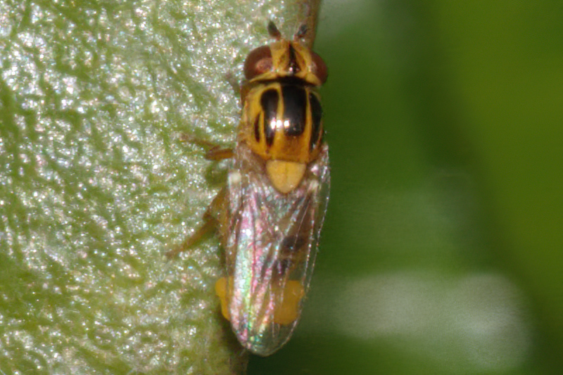 Chlorops speciosus