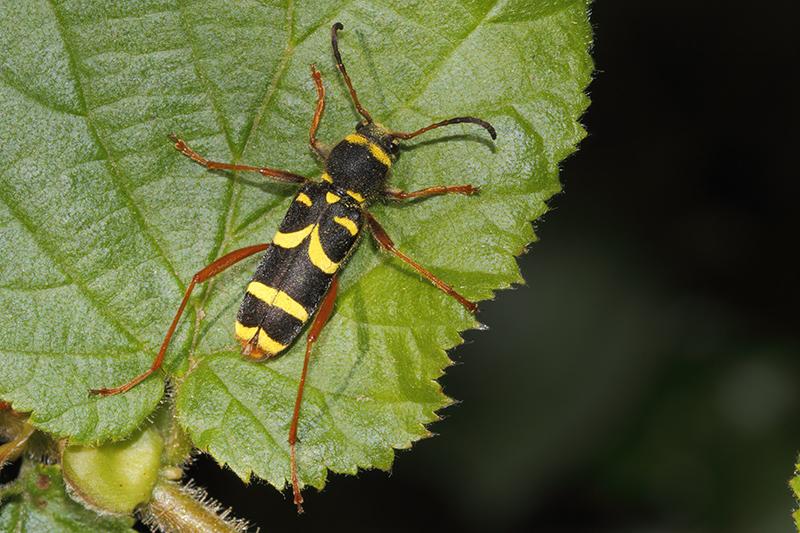 Clytus arietis - Wasp Beetle