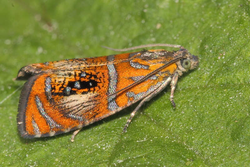 Olethreutes arcuella, a 7 mm long magnificant moth.