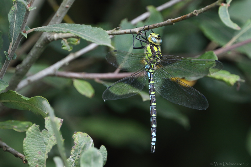 Southern hawker (Blauwe glazenmaker)