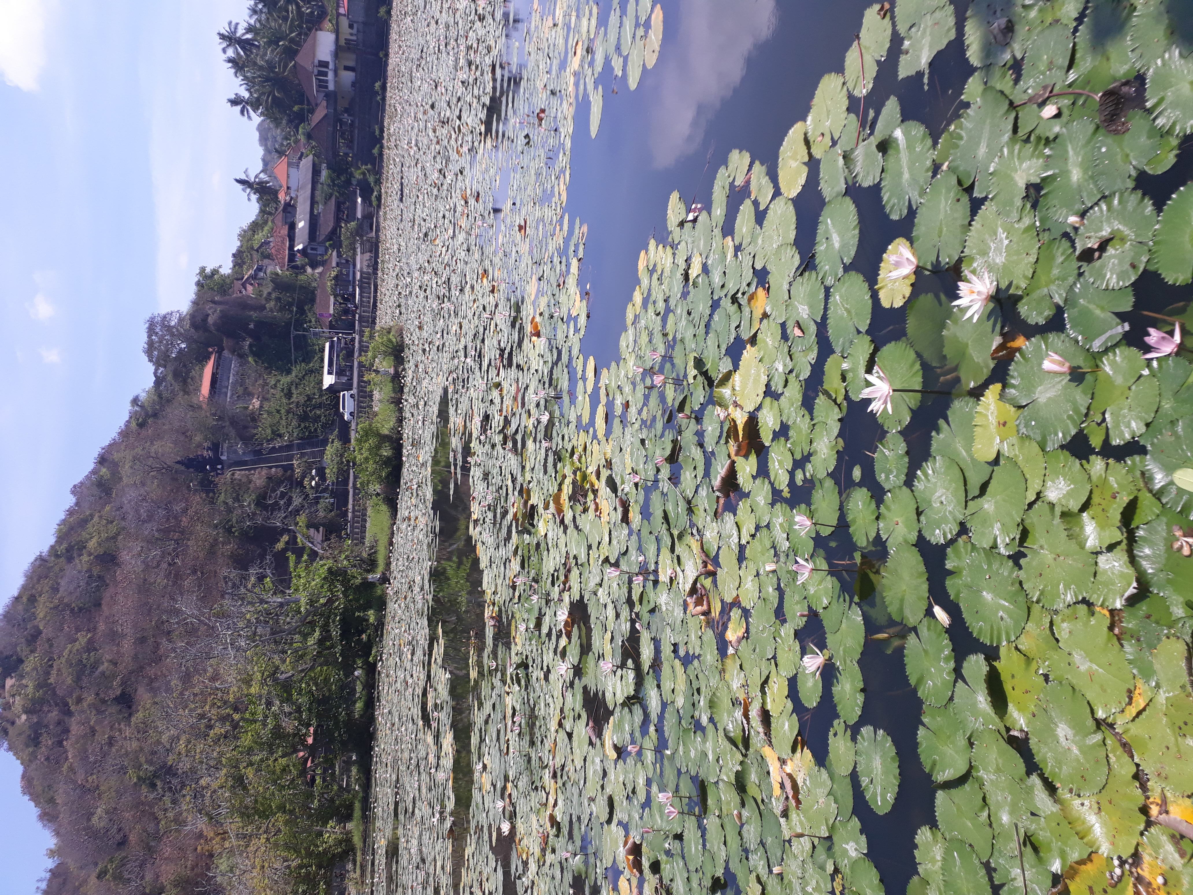 Lotus Lagoon. Candi Dasa