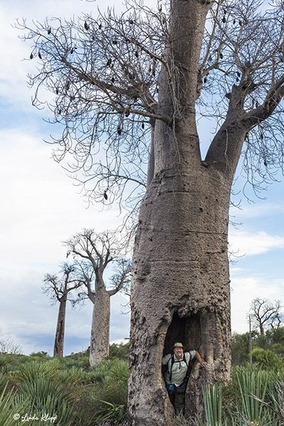 Baobab Tree, Mandrare  1