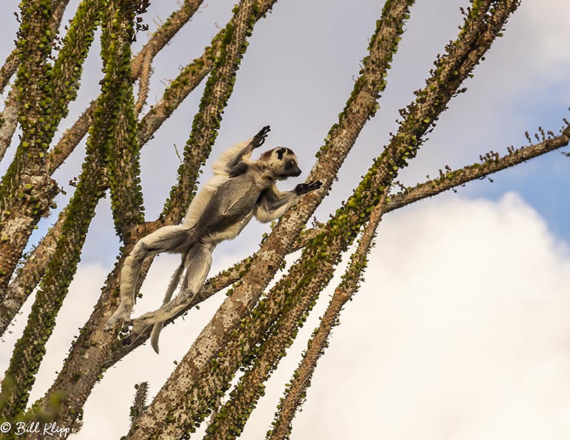 Verreauxs Sifaka, Spiny Forest, Mandrare River Camp  7