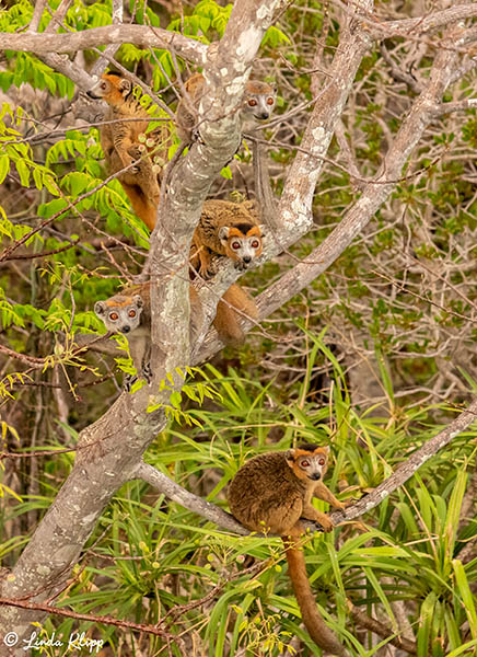 Crowned Lemur, Tsingy, Iharana Bush Camp  5