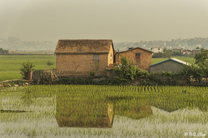 Antananarivo Rice Paddies  3