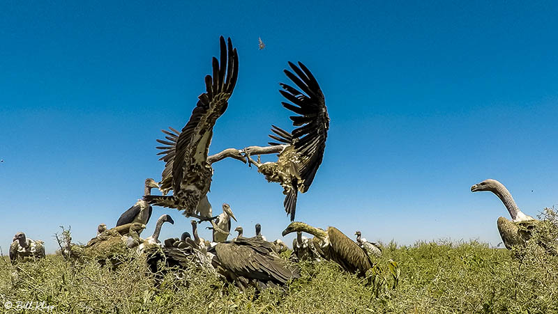 Vulture Frenzy, Southern Serengeti  1