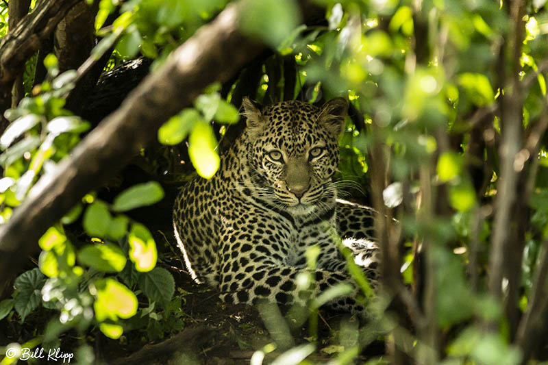 Leopard, Southern Serengeti  6