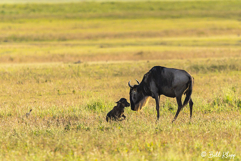 Wildebeest, Mom and calf, Southern Serengeti   5