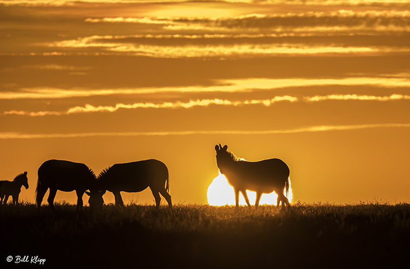 Sunrise Zebras, Southern Serengeti  1