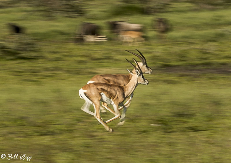 Grants Gazelle, Southern Serengeti   5