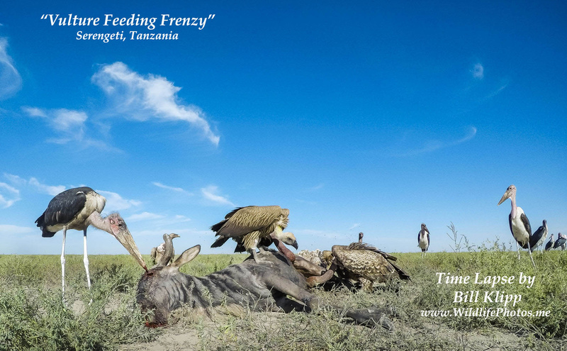 Vulture Feeding Frenzy Time Lapse