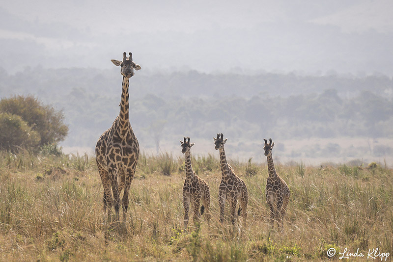 Masai Giraffes, Masai Mara  3