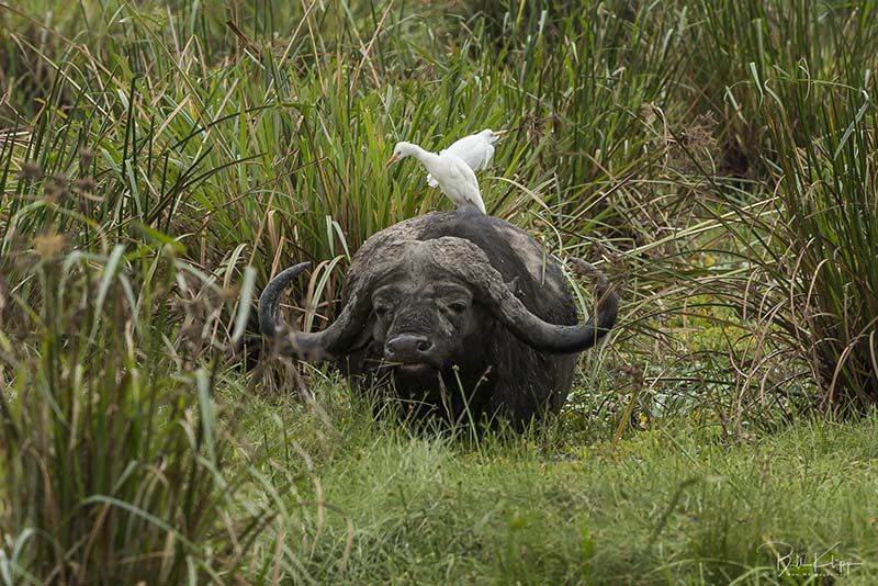 Cape Buffalo, Masai Mara  1  