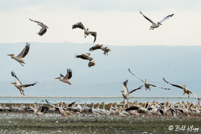 White Pelicans, Tarangire Ntl. Park  1