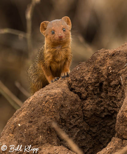 Dwarf Mongoose, Tarangire Ntl. Park  1