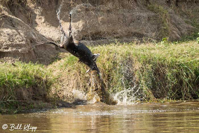 Nile Crocodile, Mara River, Serengeti  3