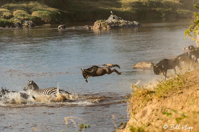 Wildebeest Migration, Mara River, Serengeti  53