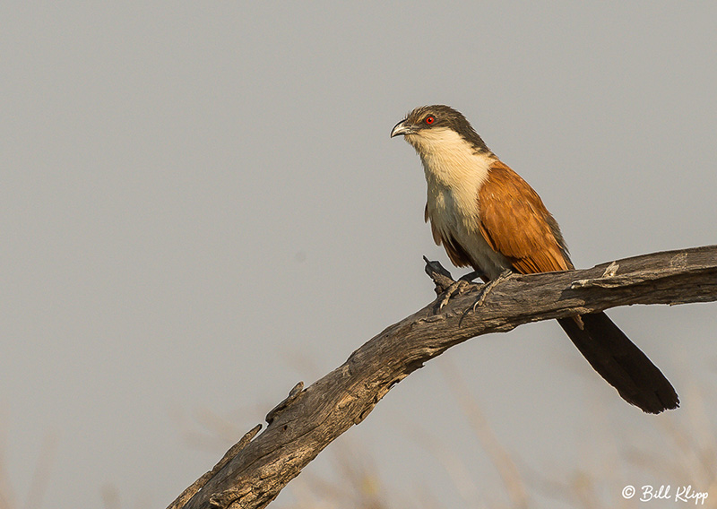 Coucal, Linyanti Wildlife Reserve  1