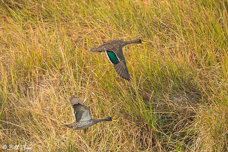 Spur-winged Goose, Okavango Delta  1
