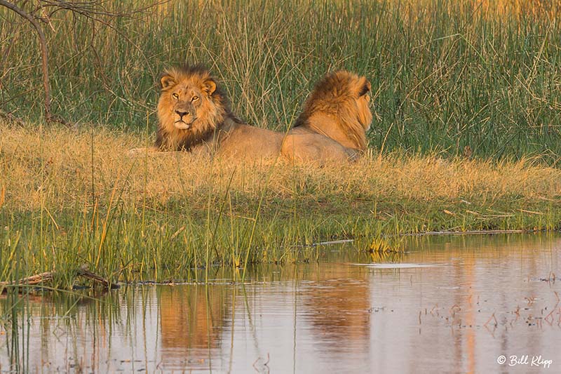 Lions, Linyanti Wildlife Reserve  1