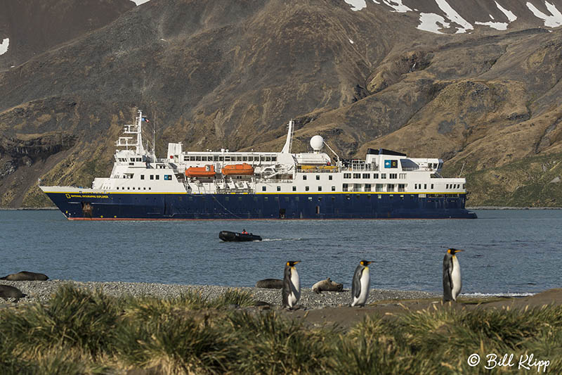 King Penguins, Fortuna Bay  12