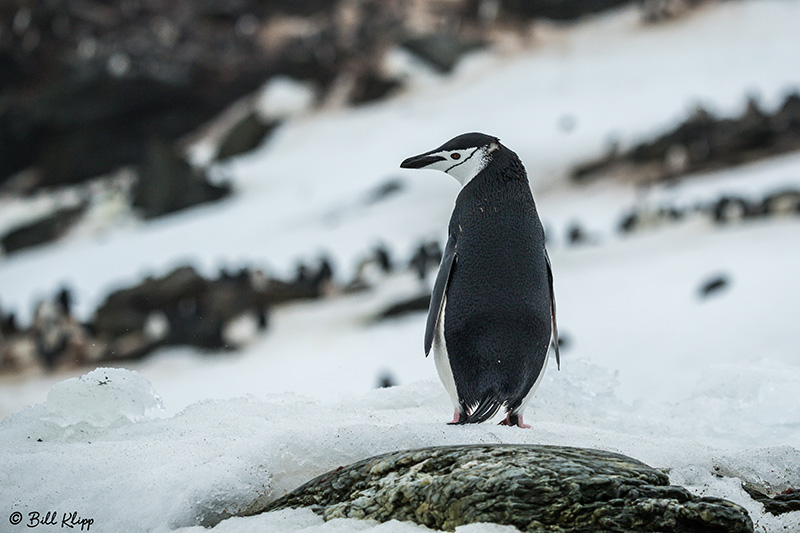 Chin Strap Penguins, Sandefjord Bay  2