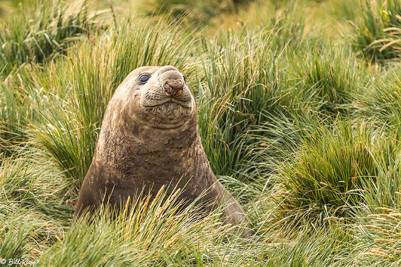 Elephant Seal, Godthul Harbour  1