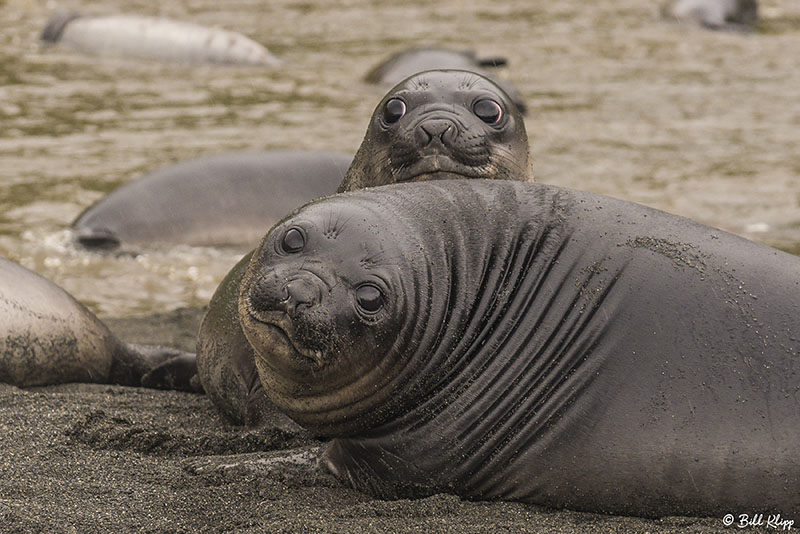 Elephant Seal Pups, Gold Harbor  7