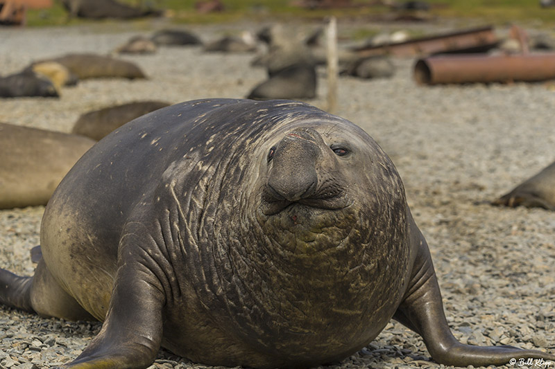 Elephant Seals, Stromness Harbor  4